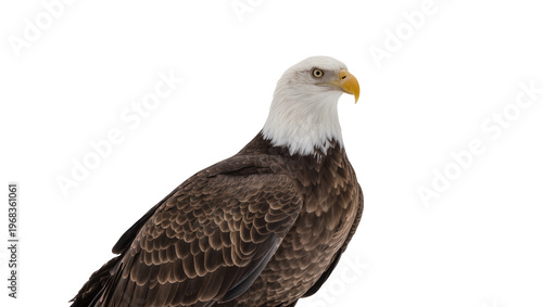 Foto Majestic bald eagle perched with focused gaze displaying powerful talons and int