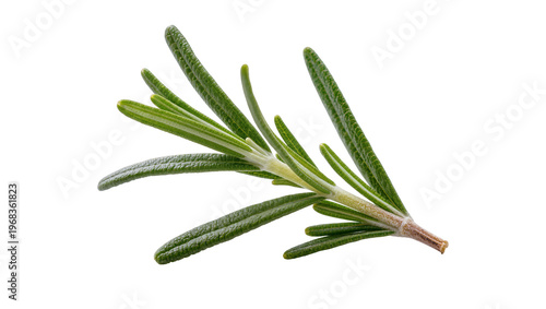 Vibrant green sprig of fresh rosemary displaying needle-like leaves and woody stem, isolated on transparent background for culinary designs