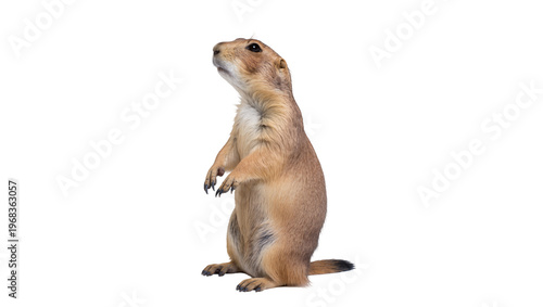 Fotografie Alert upright prairie dog standing on hind legs paws raised in a curious gesture