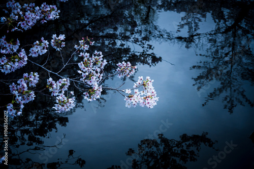 水面に映るソメイヨシノ