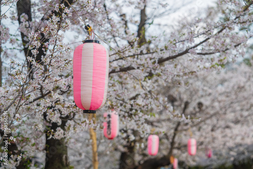 本庄若泉公園の桜に飾られた提灯