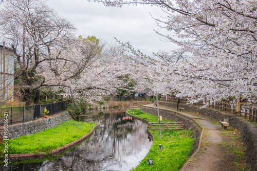 曇りの日の本庄若泉公園の満開の桜
