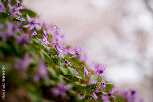 エドヒガンザクラをバックに咲くカタクリの群生