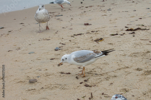 Seagulls on the beach at Phuket, Thailand
