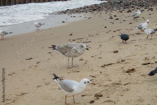 Seagulls on the beach. Seagulls on the beach