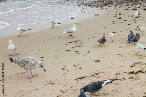 Seagulls on the beach in the morning at Bang Pu beach, Thailand