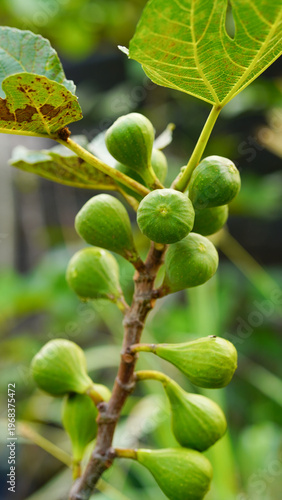 Foto lose-up of green young figs growing on a branch of a fig tree.