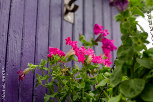 Beautiful pink petunia flowers on a purple wooden wall in the garden