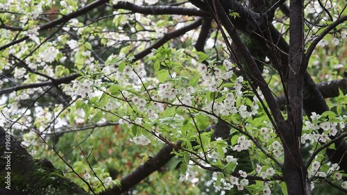 春の公園の満開の桜の風景