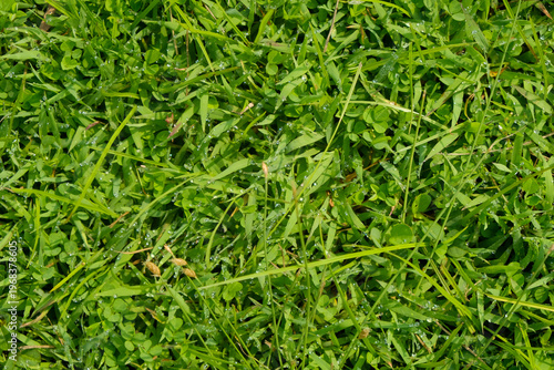 Close-up of lush green grass forming a natural textured background. Perfect for nature themes, eco concepts, lawn care, and outdoor design use