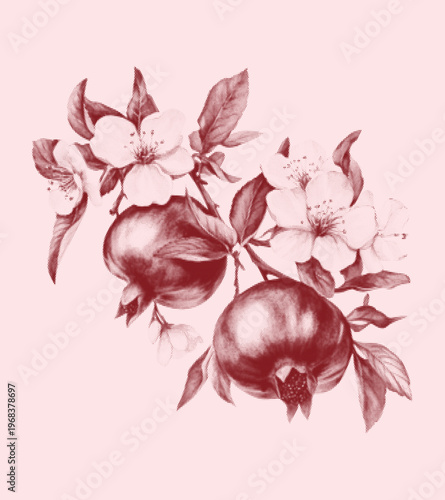 Red flowers and fruits of pomegranate, botanical illustration in halftone technique, engraving style. Vector illustration on pink background.