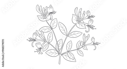 Botanical illustration of flowering plant.