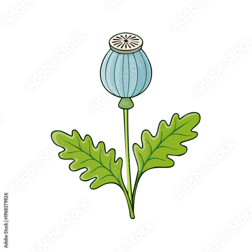 Illustration of a single poppy seed head with green leaves and a long stem