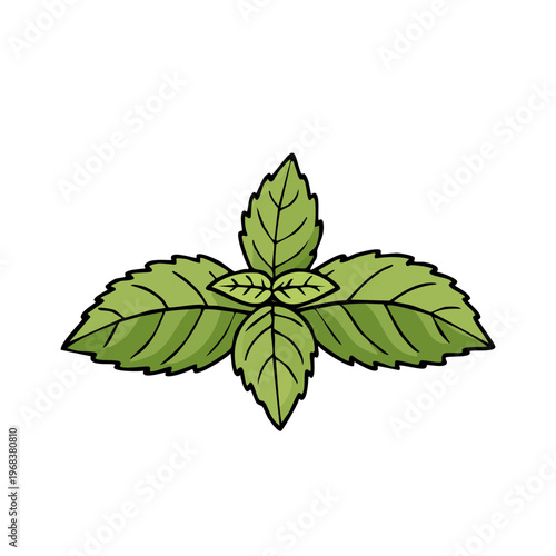 Fresh green mint leaves illustration herb plant culinary ingredient aromatic foliage botanical design