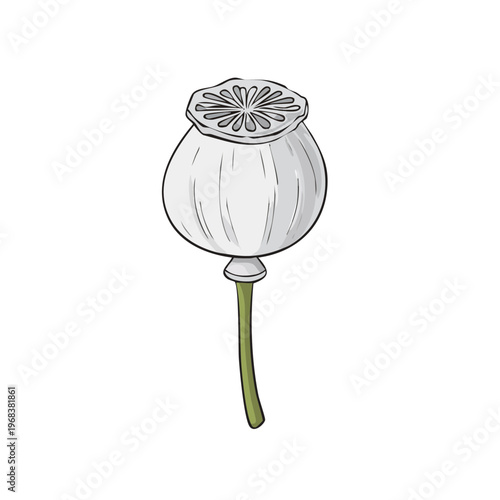White poppy seed head botanical illustration on stem with detailed texture
