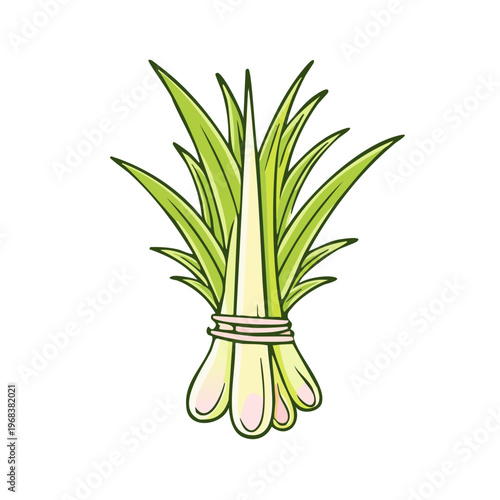 Bundle of fresh green lemongrass stalks tied with a rubber band isolated on a white background