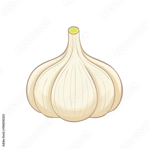 Fresh whole garlic bulb illustration, natural ingredient, culinary essential