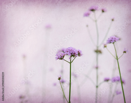 Verbena bonariensis flowers on old paper background