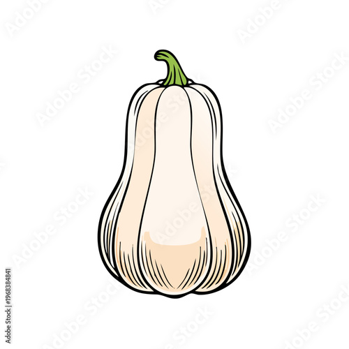 A hand drawn illustration of a pale butternut squash with a green stem on a white background