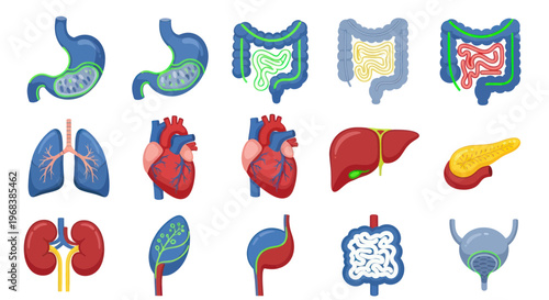 Human Organ Illustrations Medical Anatomy.