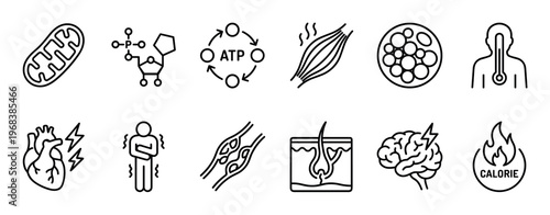 Set of black line art icons representing human biology, metabolism, and energy processes, including symbols for mitochondria, ATP, muscle, fat cells, heart, brain, and calories