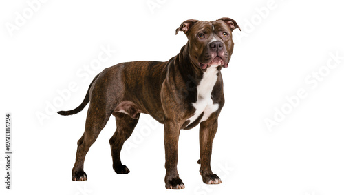 Foto Muscular brindle American Pit Bull Terrier dog standing attentively showcasing p