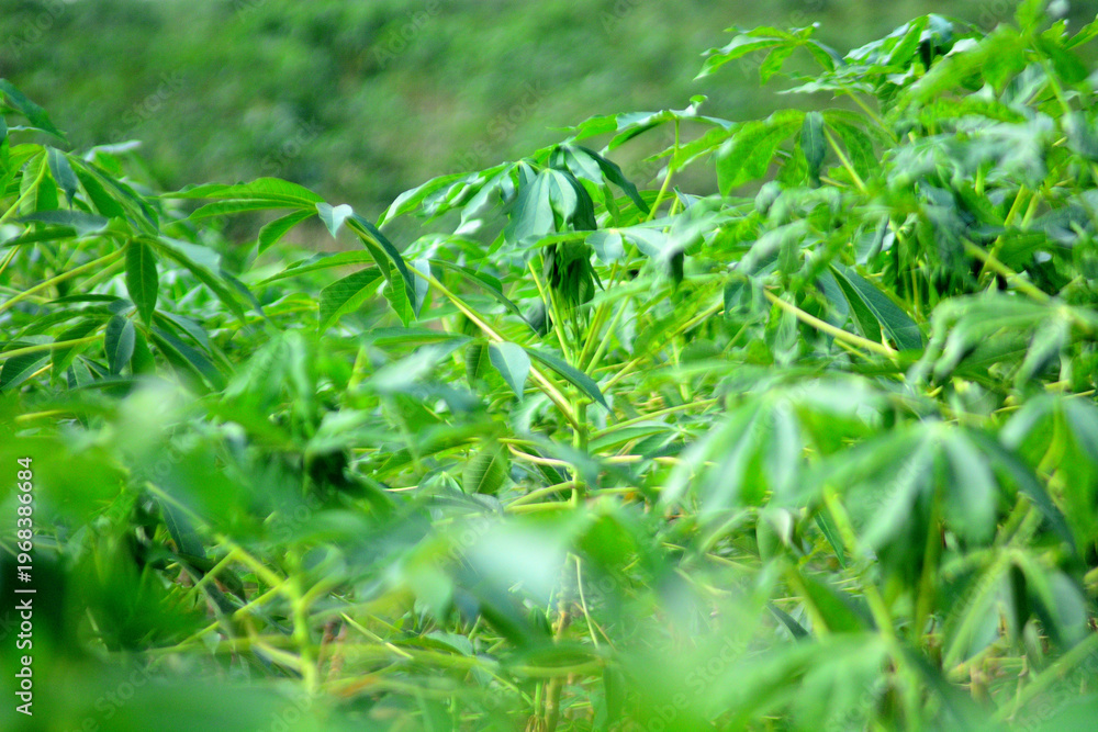 Obraz premium nature and agriculture