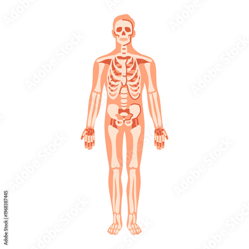 Human Anatomy Illustration Showing Skeleton and Internal Muscular System
