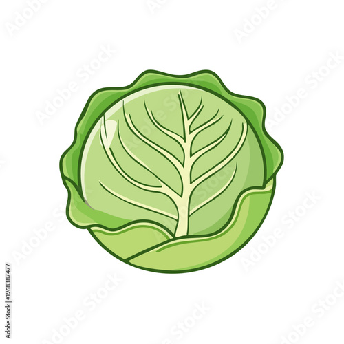 Fresh Green Cabbage Vegetable Illustration For Healthy Eating And Cooking