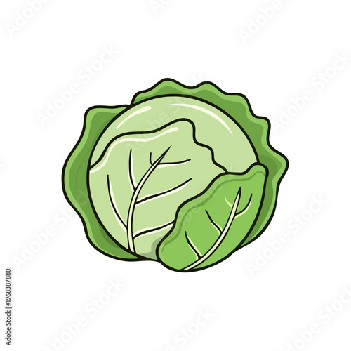Vibrant Green Cabbage Head Illustration Healthy Vegetable Icon