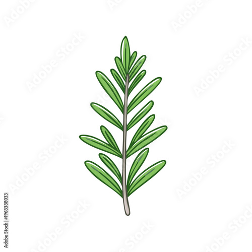 Fresh green rosemary sprig with narrow leaves on a white background