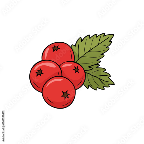 Hand-drawn illustration of bright red rowan berries with green leaves on a white background
