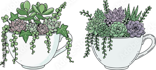 
Beautiful succulent plants in ceramic teacups with hanging string of pearls and echeveria leaves hand drawn vector illustration art