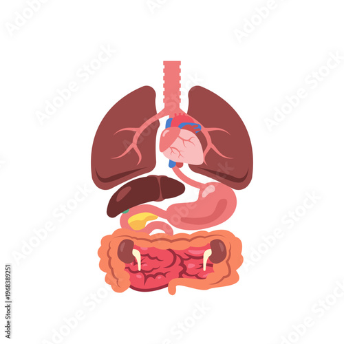 Human Anatomy Vector Illustration Showing Internal Organs System