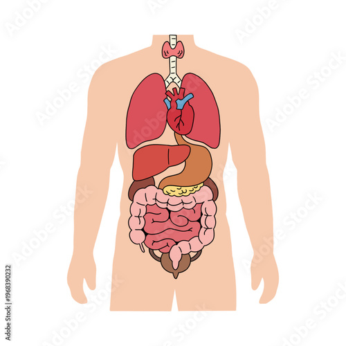 Human Anatomy Vector Illustration Showing Internal Organs System