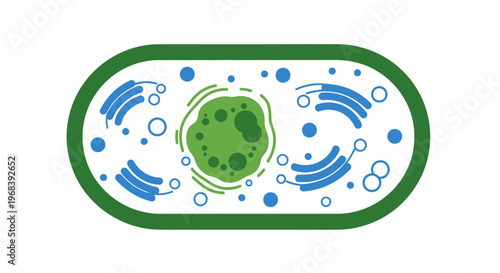 Cell Structure with Organelles Inside. Vector Icon. EPS Editable