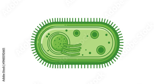 Detailed illustration of a bacterium cell. Vector Icon. EPS Editable