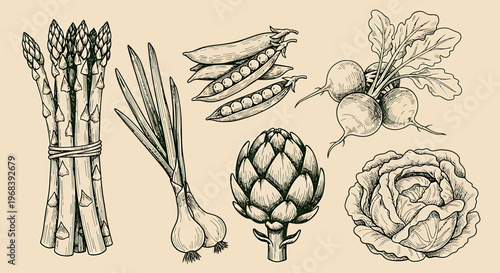 An outline sketch vector illustration of various vegetables on a plate