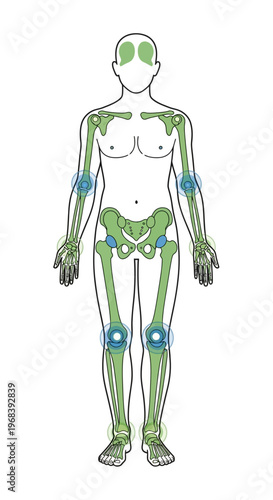 Human Body Anatomy Muscle Illustration. Vector Icon. EPS Editable