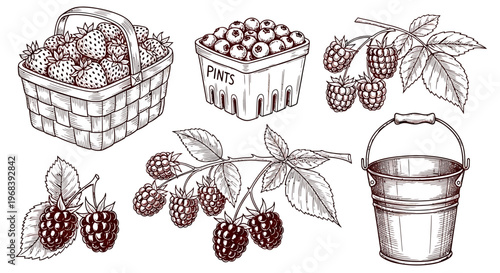 An outline sketch vector illustration of ripe blackberries in a basket and bucket on a stem with leaves