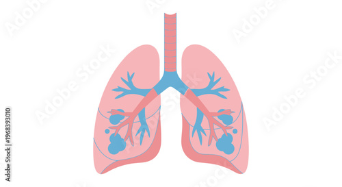 Human lungs anatomy medical illustration 1. Vector Icon. EPS Editable