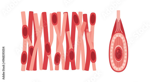 Muscle tissue microscopic view anatomy. Vector Icon. EPS Editable