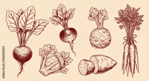 A colorful outline sketch vector illustration of various root vegetables on display