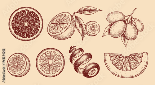 Vector illustration of citrus fruits in outline sketch style on a light background