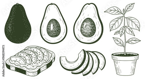 An outline sketch vector illustration of sliced avocados and a potted tree with leaves