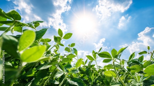 soybean plants field agriculture green leaves crop sunlight sky clouds growth nature farming rural organic environment sun rays fresh foliage landscape under blue sky