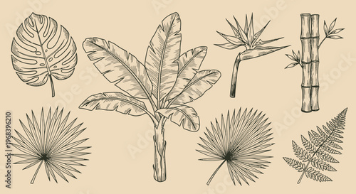 Outline sketch vector illustration of various tropical leaves and plants