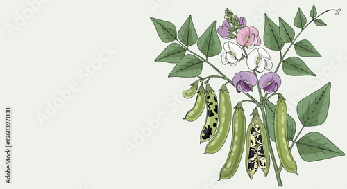 Botanical illustration of pea plant with green leaves, blooming purple and white flowers, and mature pea pods revealing spotted peas. Detailed pea plant drawing for educational material,