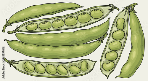 Fresh green peas in various forms: whole pods and split pods showing round seeds. Nutrient rich fresh green peas offer natural protein, vitamins, and minerals, ideal for healthy diet.