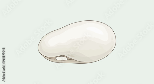 White bean on light green background, single seed with smooth texture. This white bean features subtle shading, clean lines, and simple form, highlighting natural shape.